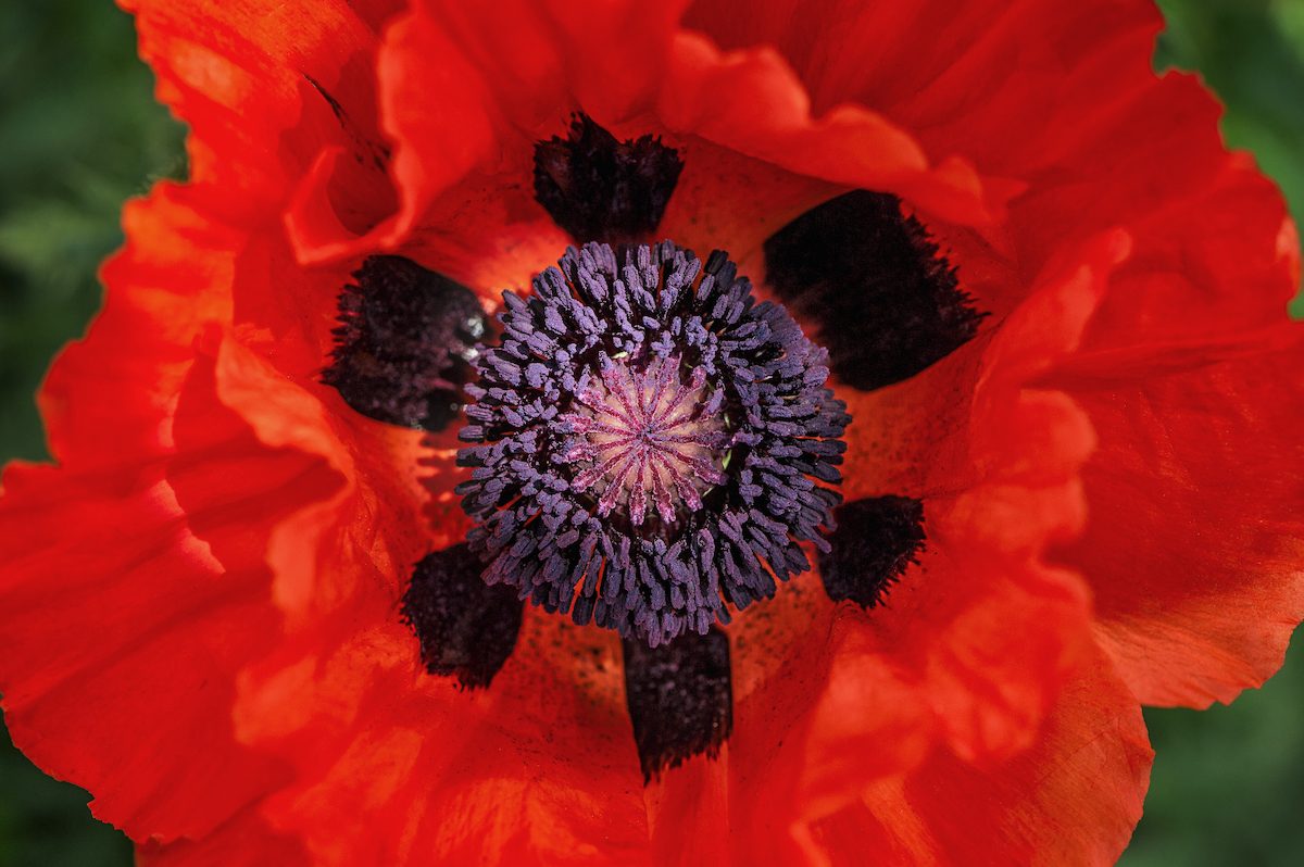 Fall is the Best Time to Plant Poppy Flower Seeds - Birds and Blooms