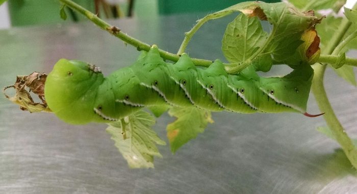 Tomato Hornworms And Tobacco Hornworms