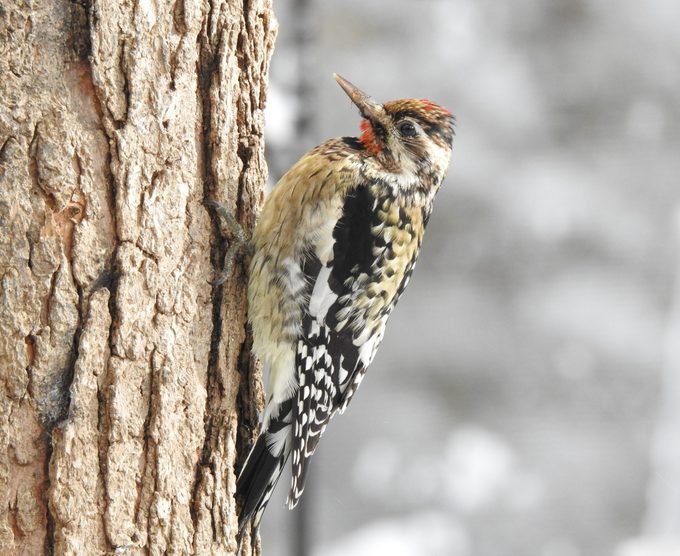 A young male yellow-bellied sapsucker clings to a tree.