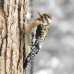 Yellow-Bellied Sapsucker: A Woodpecker by Another Name