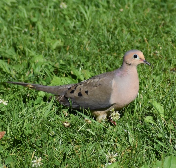 250475402 1 Leah Ellenberger Bnb Bypc2020, photos of mourning doves