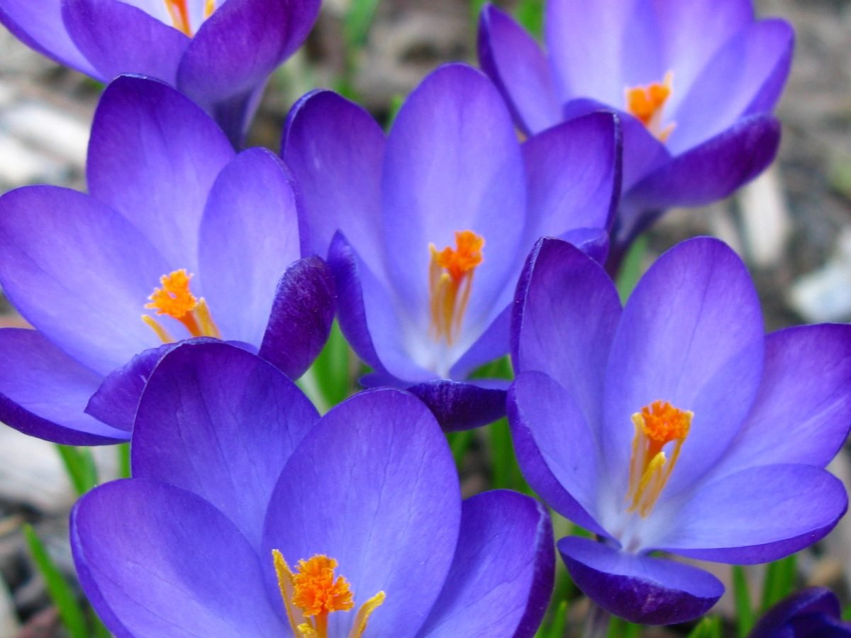 crocus flower growing tips you need to know - birds and blooms