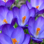 Crocus Flower Growing Tips You Need to Know
