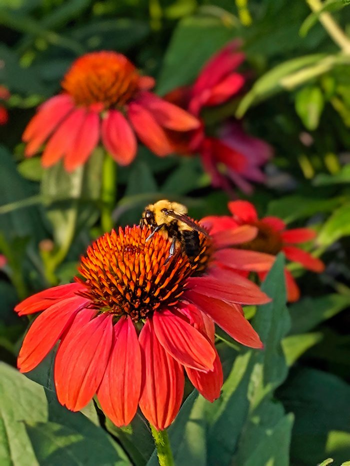 A bumblebee visits a coneflower (also known as Echinacea)