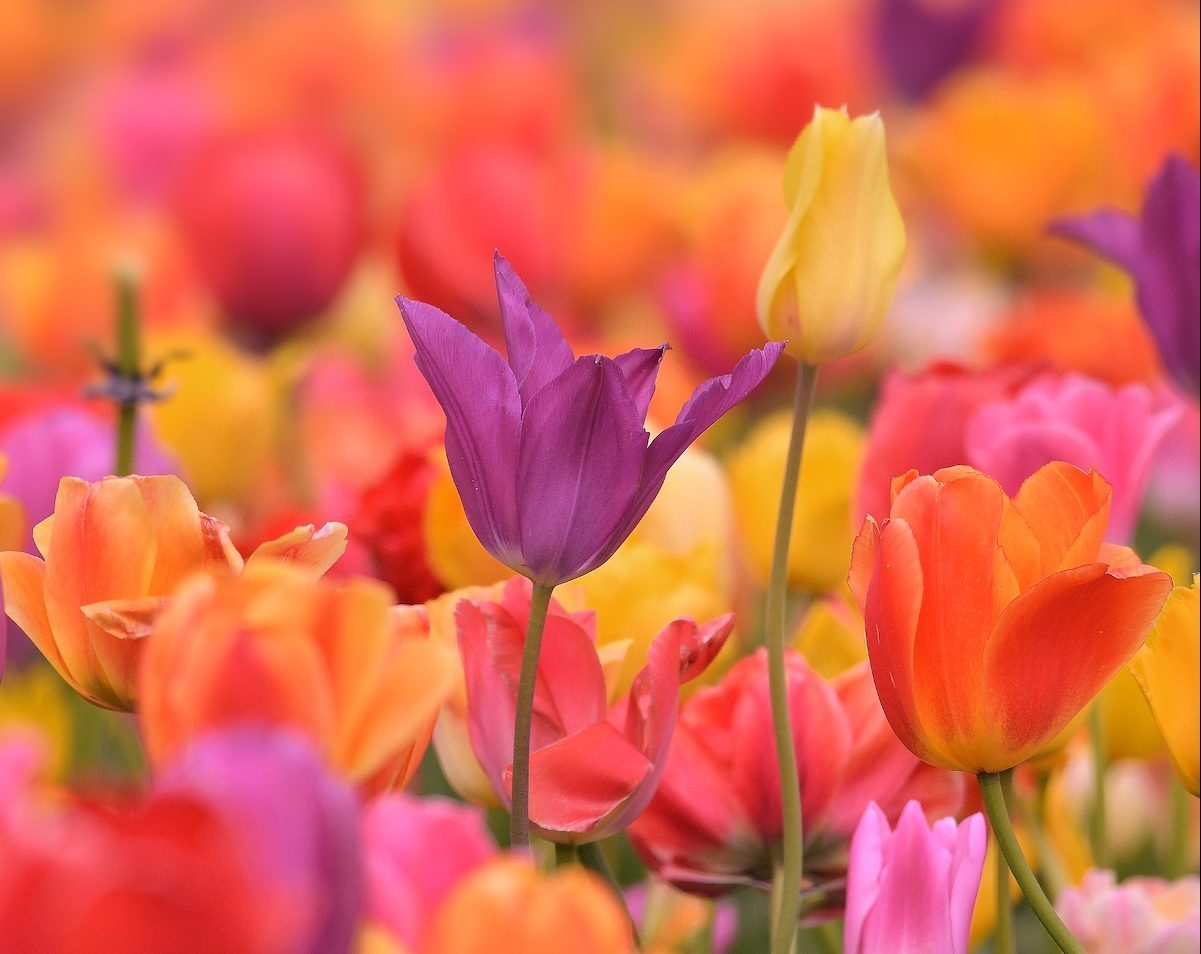 Are Tulips Perennials?