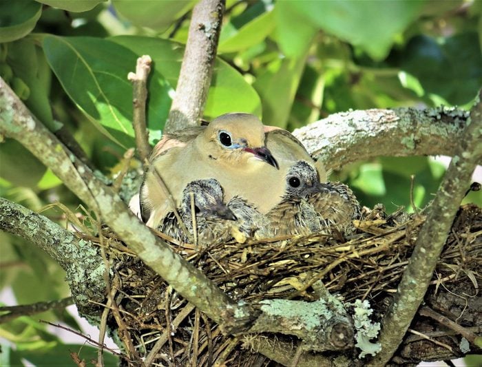 275052031 1 Anna Johnson Bnb Bypc 2021, photos of mourning doves