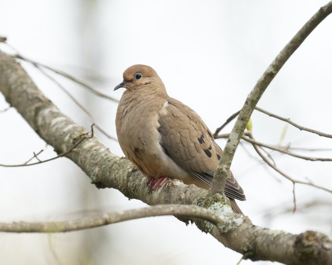mourning dove pictures