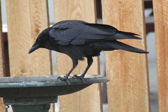 crow, black birds, Sue Orlowski Bnb Bypc 2021