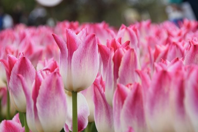 tulip meaning