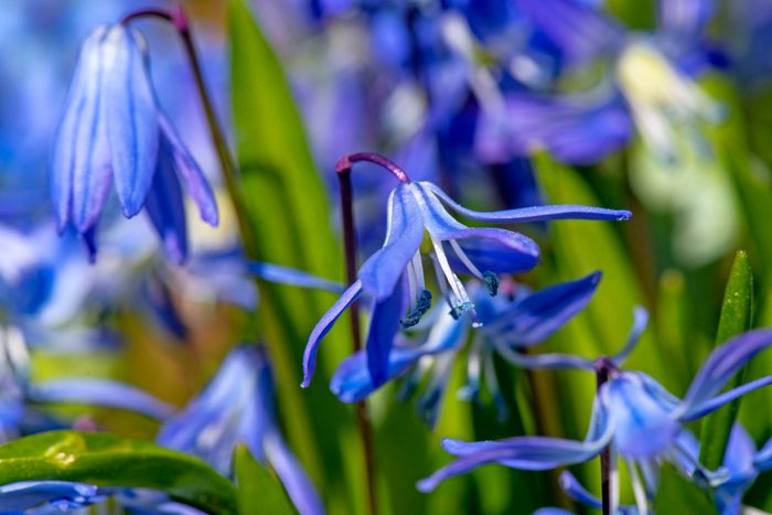 Siberian squill