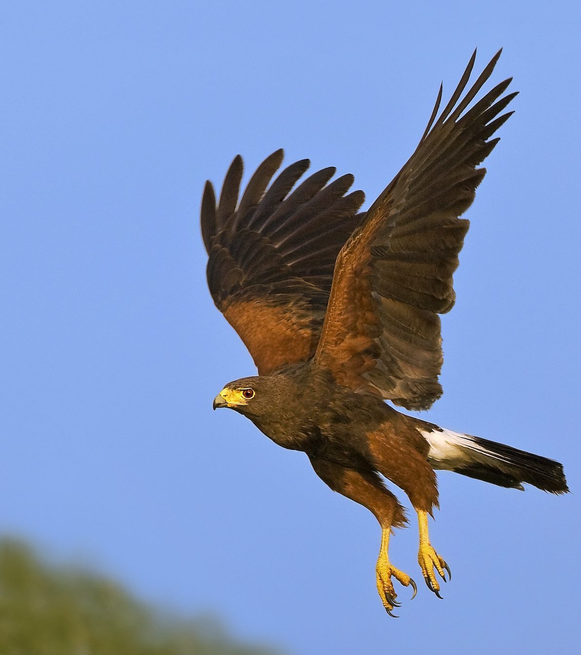 Raptor Power: Discover Birds of Prey - CuriOdyssey