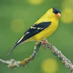 Bird Anatomy 101: From Bird Beaks to Bird Feet