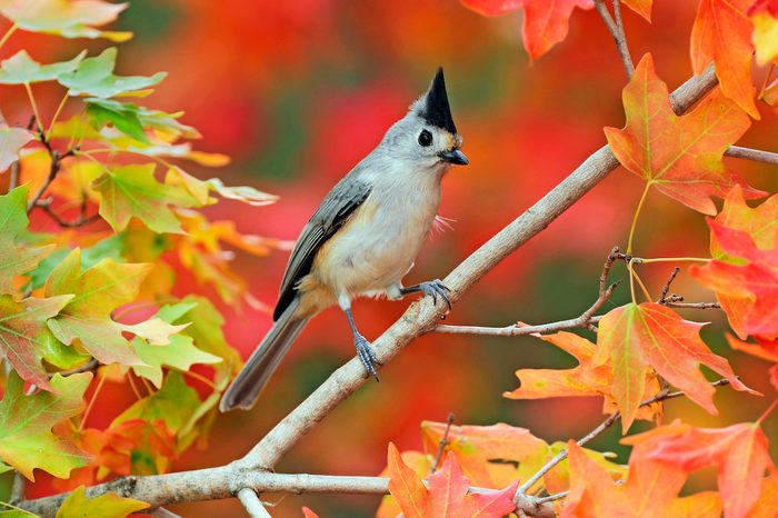 Black-crested titmouse in a bigtooth maple