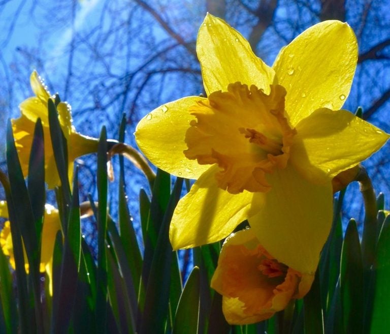 6 Daffodil Facts You Need to Know - Birds and Blooms