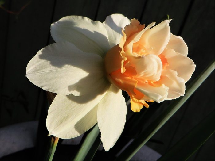 Bnbbyc19 Carla Lackner 1, daffodil facts