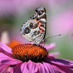Meet the Lovely American Lady Butterfly