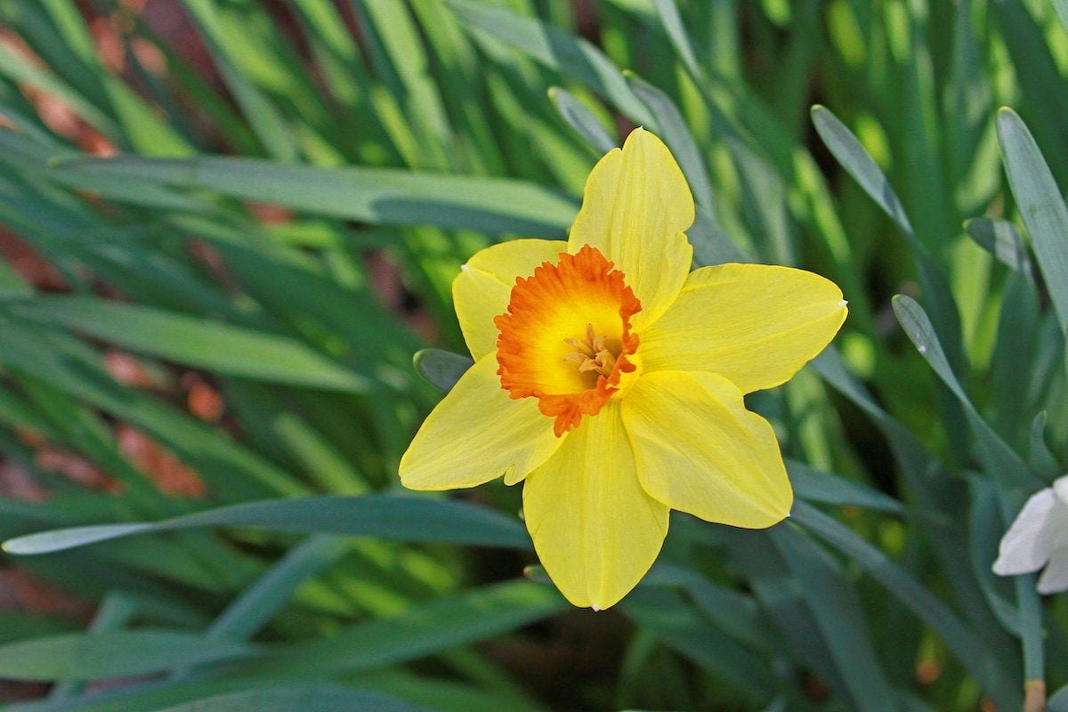 Yard and Garden: Caring for Daffodils