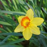 6 Daffodil Facts You Need to Know