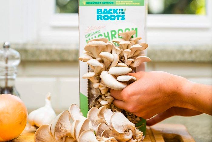 Back To The Roots Organic Oyster Mushroom Grow Kit Ecomm Amazon.com