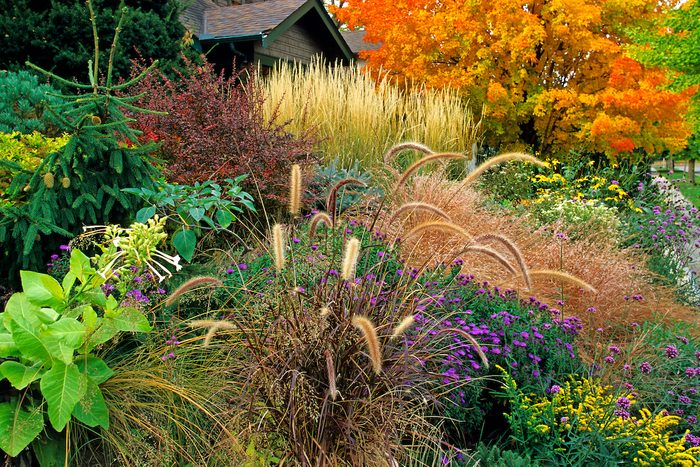 Combine purple fountain and feather ornamental grasses, goldenrod, asters and maple trees to create a bold autumn look.