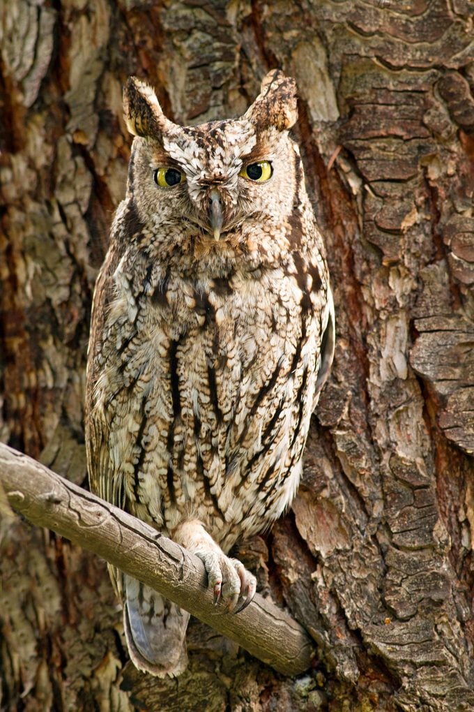 Western Screech Owl (interior), Megascops Kennicottii Macfarlanei, Interior Bc,, Canada