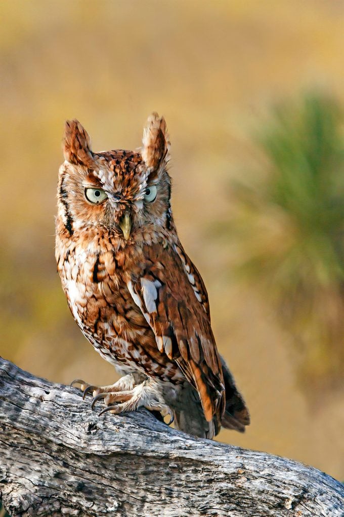 Eastern Screech Owl On Old Tree Limb, Central Texas