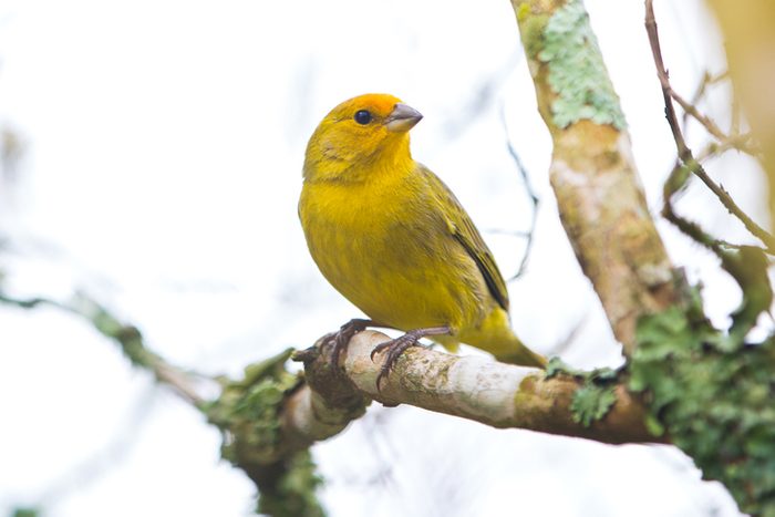 Canary bird , Rio Grande do sul, Brasil.