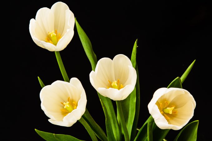 Four tulips on a black background