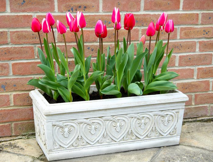 Stone trough full of red tulips against brick wall.
