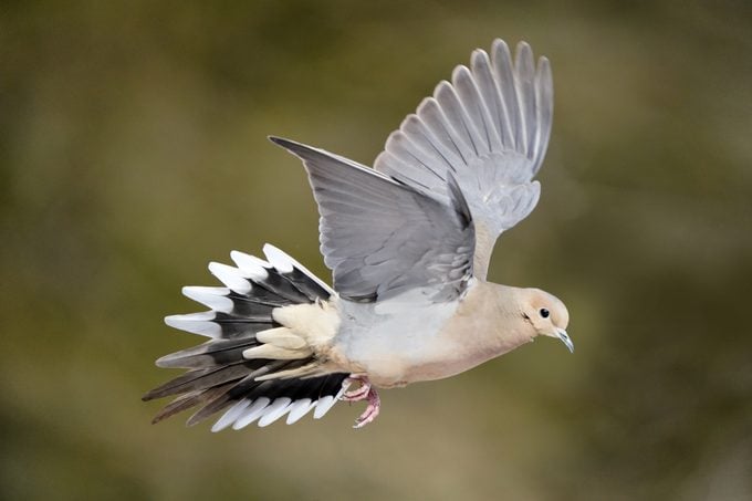 Mouring Dove flying