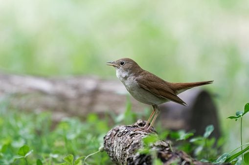Nightingale singing (Luscinia megarhynchos)