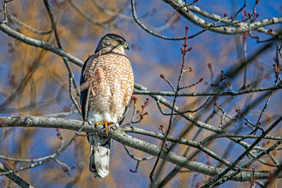 Sky Hunters: What Foods Do Hawks Eat? - Birds and Blooms