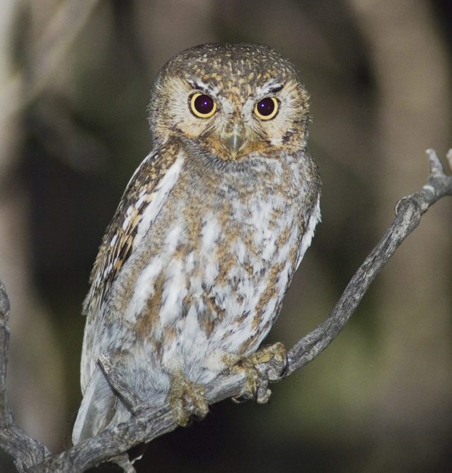 raptor bird, Elf Owl (Micrathene whitneyi), adult, Madera Canyon, Santa Rita Mountains, Tucson, Arizona, USA