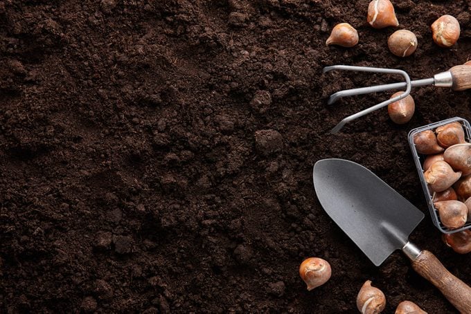 Planting tulip bulbs in soil with garden tools