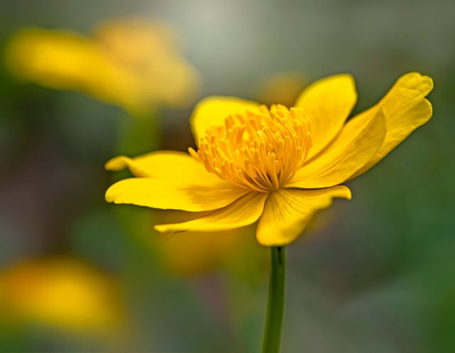 Beautiful Vibrant Yellow Marsh Marigold Flowers Also Known As Kingcup And Caltha Palustris