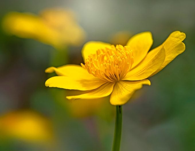 Beautiful Vibrant Yellow Marsh Marigold Flowers Also Known As Kingcup And Caltha Palustris