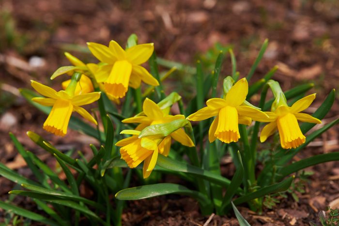 Dwarf Tate-a-tete Daffodils 'Narcissus' in bloom.
