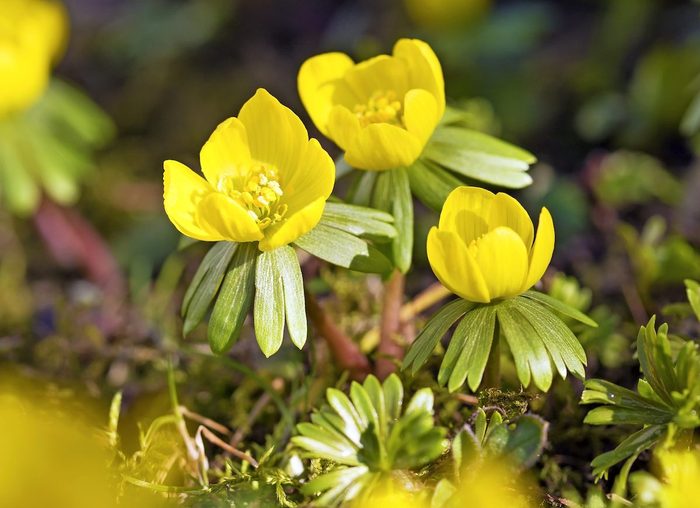 Winter aconite, bulbs to plant in fall