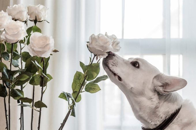 are tulips toxic to dogs