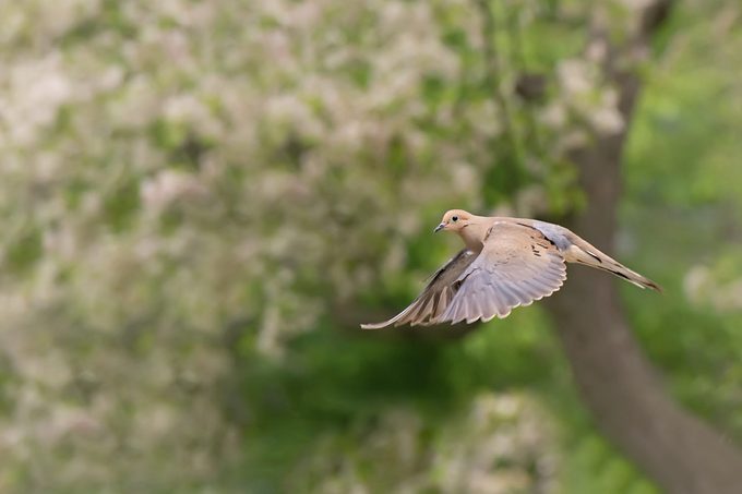 Do Mourning Dove Feathers and Wings Make Noise? - Birds and Blooms