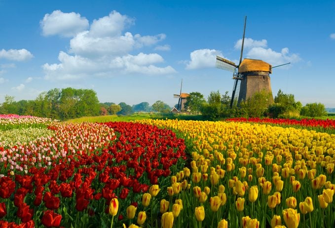 Tulips and Windmill