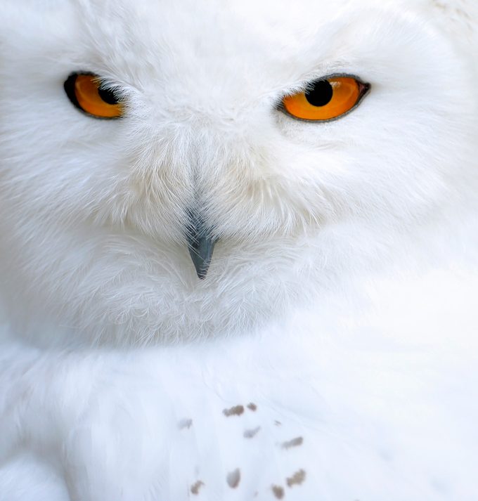Snowy Owl, do birds get cold