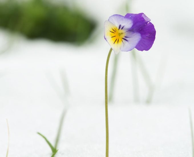 Heartsease, Viola tricolor in snow after snowfall in may