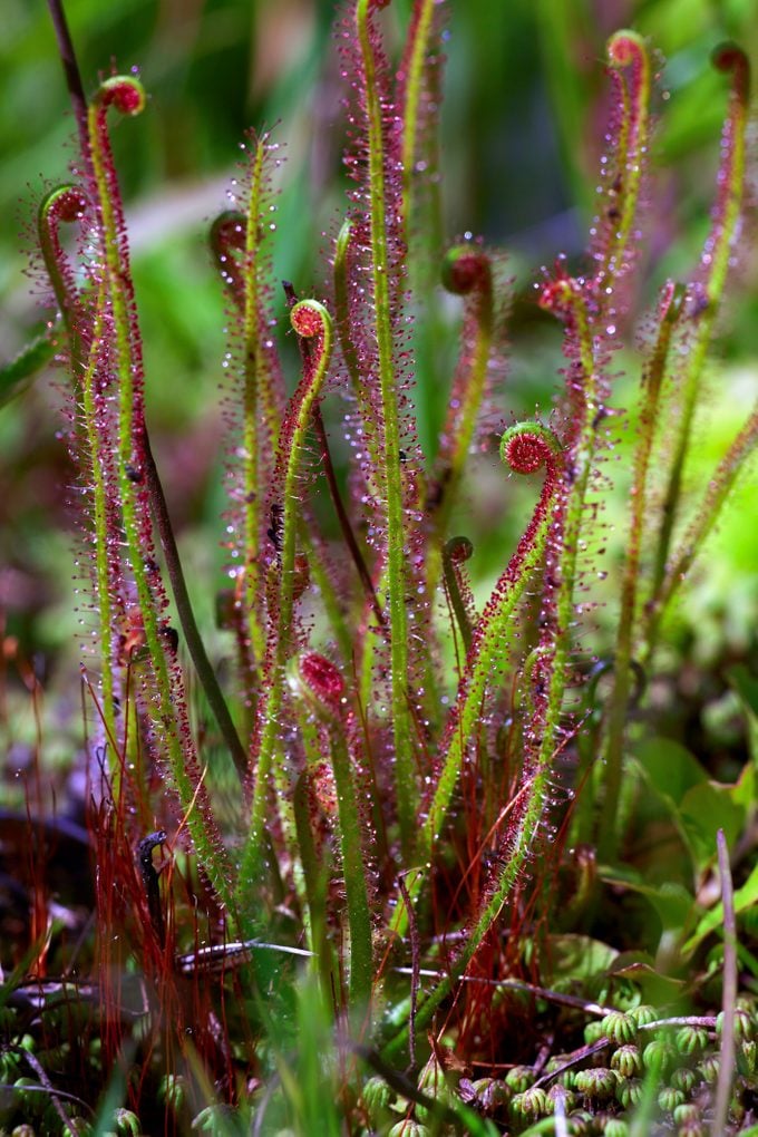 Thread-leaved Sundew (Drosera filiformis) is a carnivorous plant