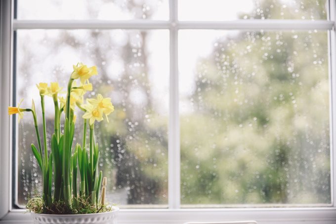 Potted Daffodils Blooming On Window Sill At Home