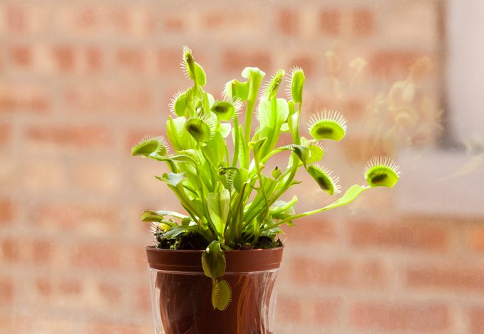 Venus Fly Trap Plant with Many Caught Flies
