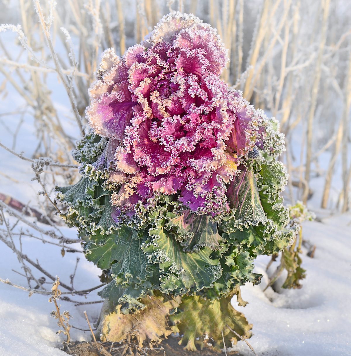 Beautiful Winter Plants