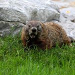 How to Deter Groundhogs (and Keep Them Out of Your Garden)