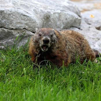 how to keep groundhogs out of garden