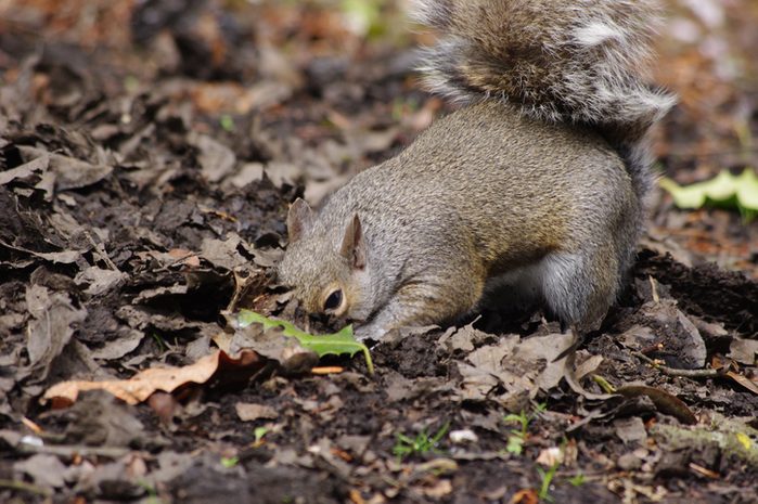 Close-Up Of Squirrel On Field